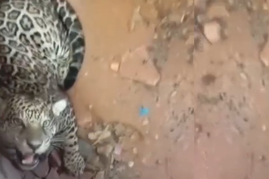 FIM DO MEDO: Onça que assustou Extrema é capturada pelo Ibama