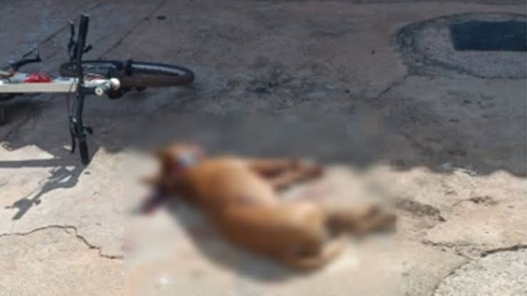 FEROZ: Policial atira em Pitbull que tentava atacar a filha em residência