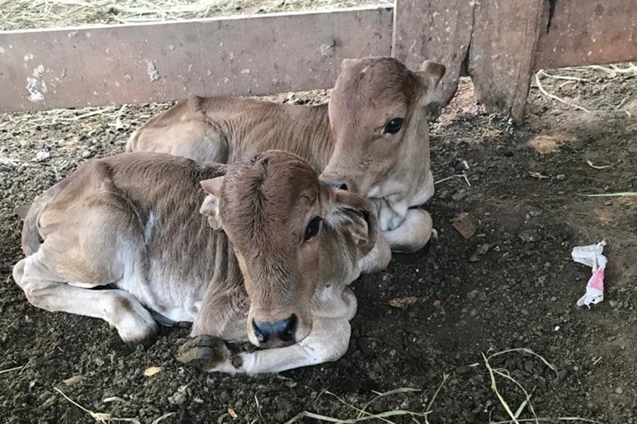 VÍDEO: Vaca dá à luz a bezerros gêmeos em Alvorada do Oeste