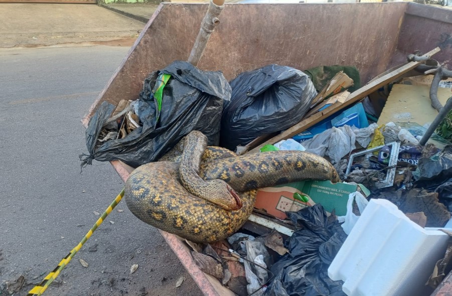 QUEM M@TOU? Sucuri é encontrada morta em container de papa-entulhos no bairro Embratel