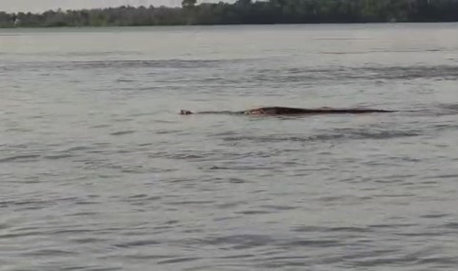 IMPRESSIONANTE: Pescadores filmam sucuri gigante no Rio Jacy na quinta-feira (18)