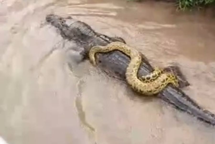 FOLGADA: Sucuri 'pega carona' em jacaré; veja vídeo