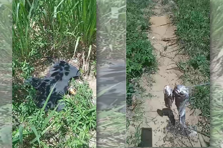 CRIME AMBIENTAL: Fazendeiros colocam traíras envenenadas para matar onças na Flona do Bom Futuro  