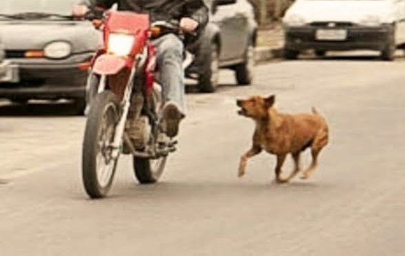 ENTROU NA FRENTE: Cachorro 'Caramelo' derruba mulher de moto e foge